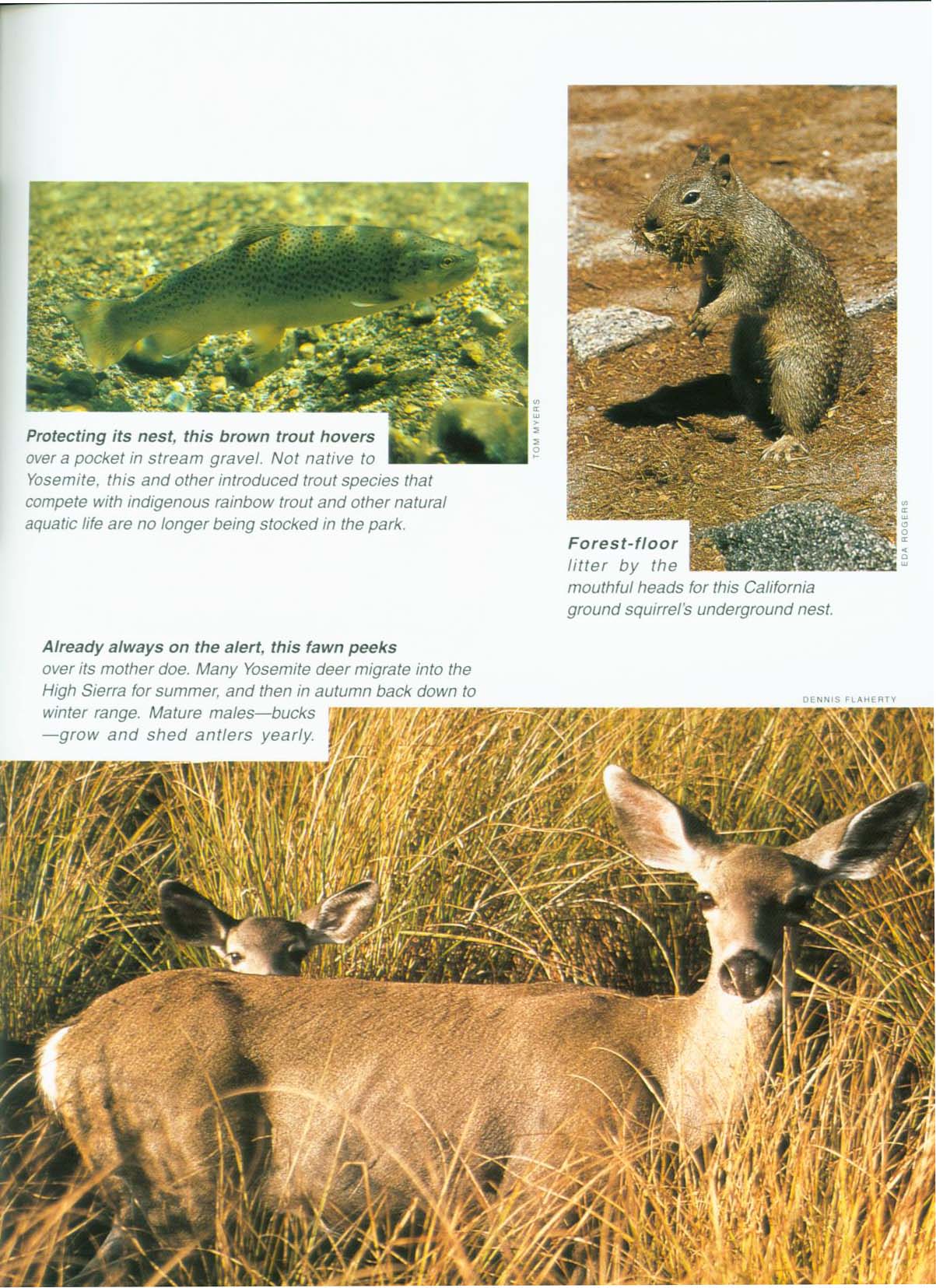 Yosemite: the story behiind the scenery kcpu0738